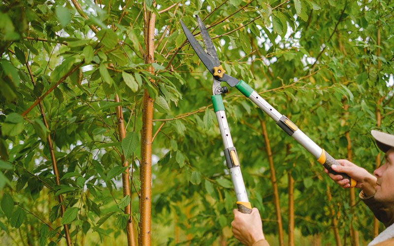 Tree trimming in Boardman, OR